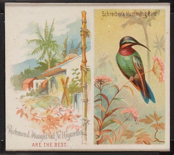 36 Schreiber's Hummingbird